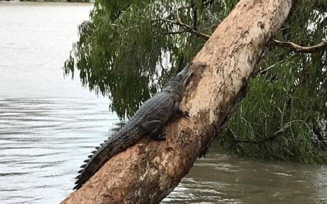 Nas redes sociais, moradora compartilhou foto de crocodilo subindo em árvore para evitar ser levado pela enchente