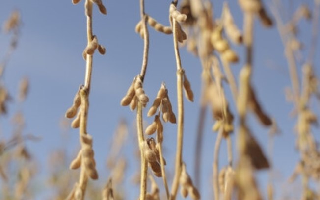 Pré-plantio da soja: entenda as práticas que podem definir o sucesso da próxima safra