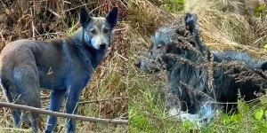 Cães azuis de Chernobyl: cientista aponta provável causa da cor