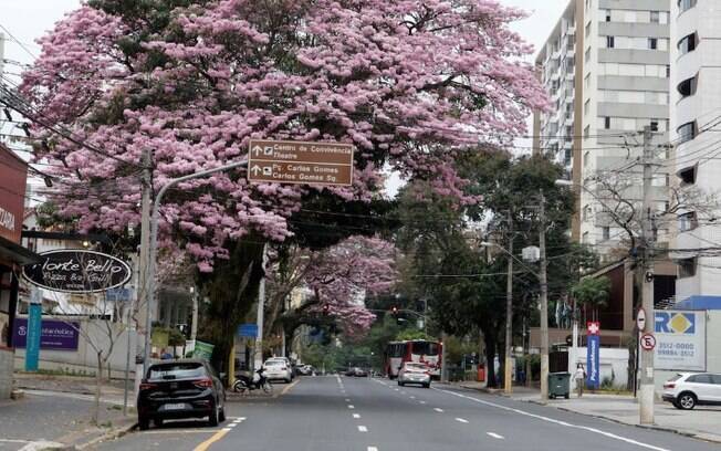 Avenida Júlio de Mesquita terá faixa exclusiva para ônibus em Campinas