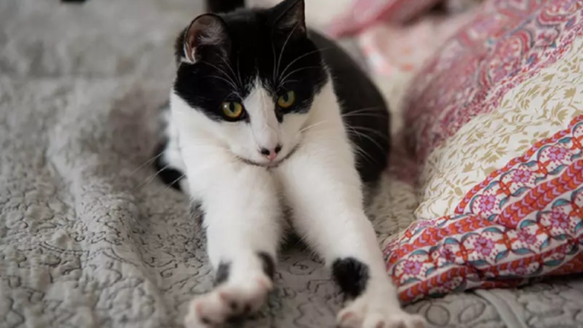 Doenças crônicas desafiam cuidados com gatos no Brasil