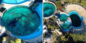 Orca solitária vive há 30 anos em tanque minúsculo na Argentina
