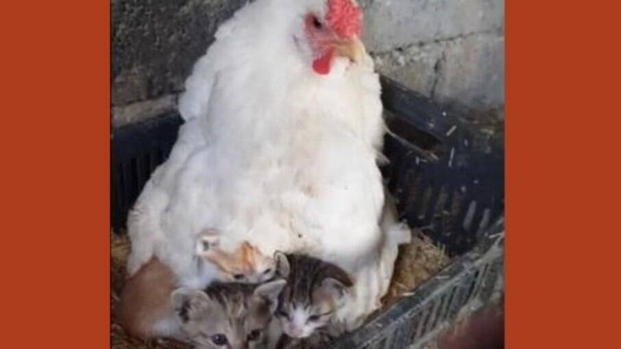 A galinha adotou filhotes de gato