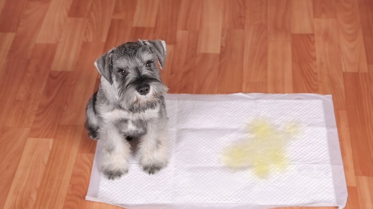 Saúde urinária de cães e gatos: o que tutores precisam saber