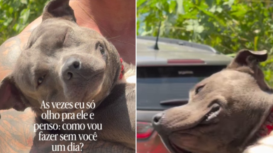 Com sorriso no rosto, cachorro volta da praia no colo do tutor