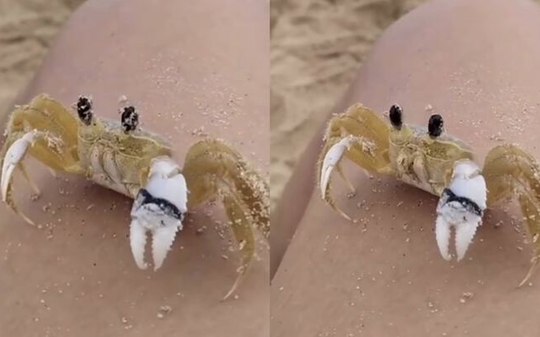 Por que caranguejo limpa os olhos?