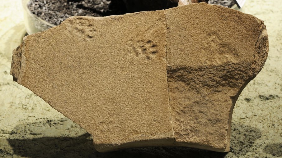 Descoberta: pegadas de um predador semelhante a um gato 