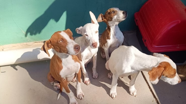 Valinhos terá blitz educativa e adoção de animais neste sábado