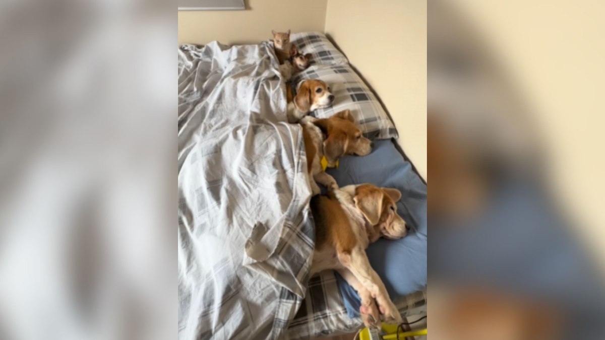 Tutor mostra “jeito certo” de organizar pets na cama Tutor mostra “jeito certo” de organizar pets na cama