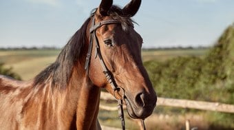 Ra%C3%A7%C3%A3o%20contaminada%20mata%20dezenas%20de%20cavalos%3B%20veja%20onde