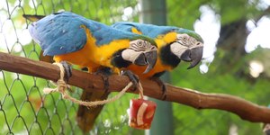 Verão: bichos do bosque se refrescam com frutas geladas e sorvete