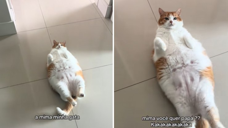 Gata em processo de emagrecimento faz “drama” para ganhar comida