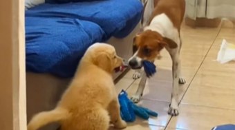 Cachorro%20ganha%20irm%C3%A3o%20e%20transforma%20casa%20em%20palco%20de%20brincadeiras