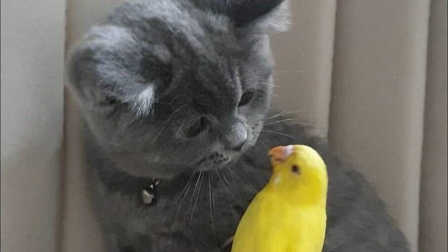 Gato e pássaro são amigos