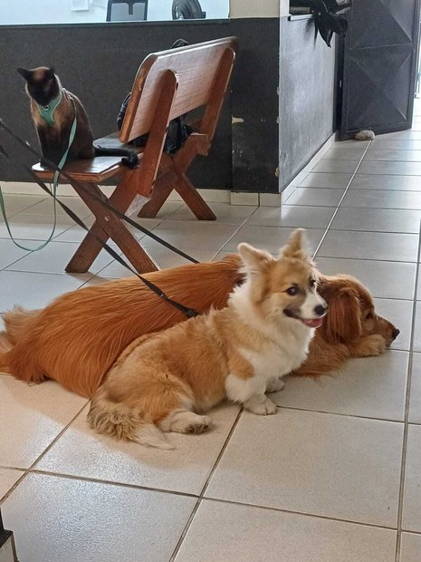 Os cachorros foram salvos Os cachorros foram salvos