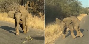 Filhote de elefante tropeça e fica envergonhado