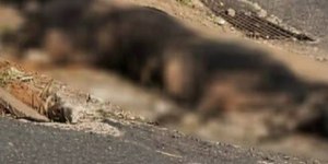 Homem queima cachorro vivo para gerar "sofrimento e terror" na ex