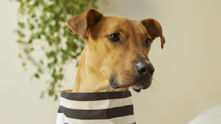 Cachorrinhos do Instituto Santo Pet que estão para adoção foram os modelos para a nova campanha da Casa Riachuelo 