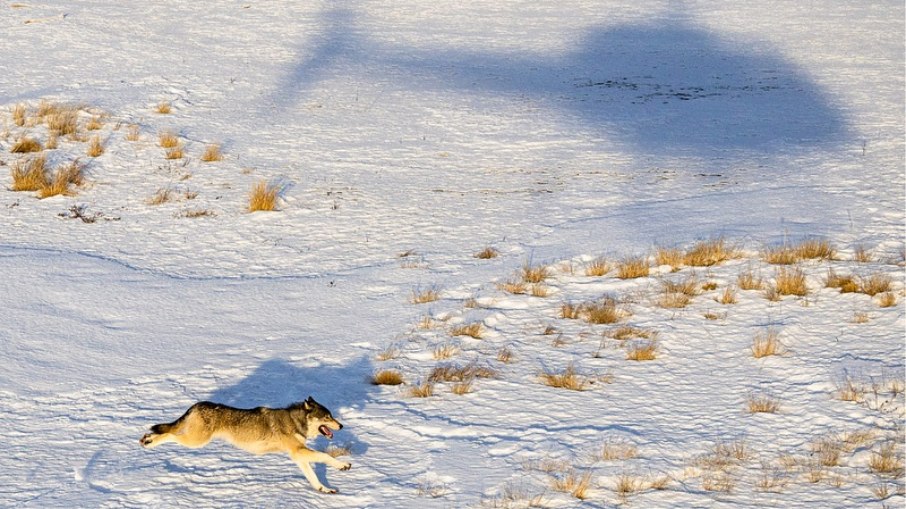 Os lobos já percorreram regiões próximas a Denver, Boulder e Estes Park Os lobos já percorreram regiões próximas a Denver, Boulder e Estes Park