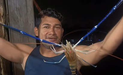 Camarão-gigante-da-Malásia surpreende pescadores no Pará