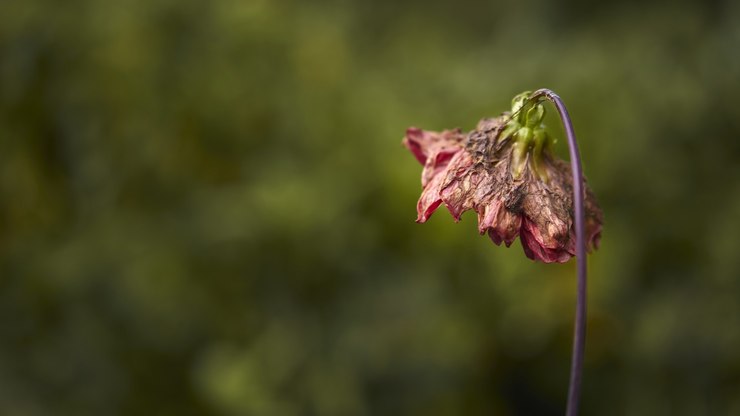De que forma a poluição sonora impacta na vegetação? Entenda