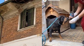 Luisa Mell resgata cães deixados por Mulher da Casa Abandonada