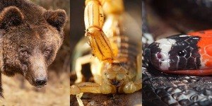 As cores dos animais definem nível de perigo? Entenda