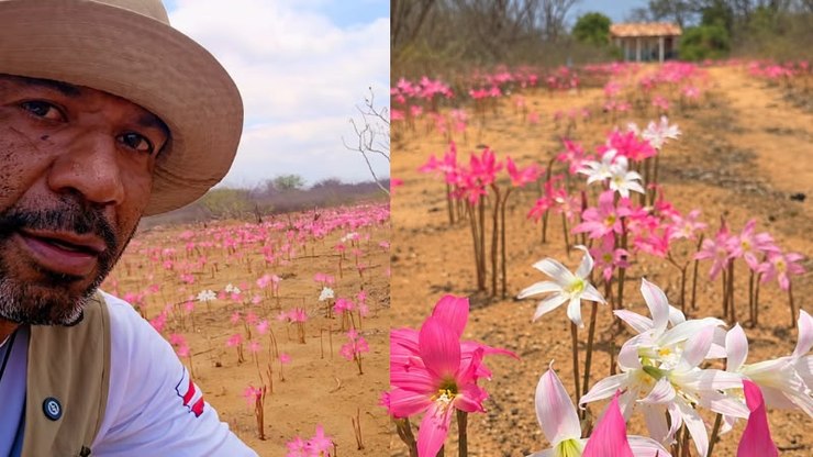 Após chuvas, caatinga baiana fica coberta de flores