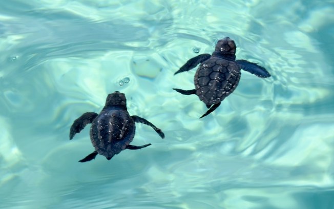 As tartarugas-comuns utilizam os campos magnéticos da Terra tanto para se orientar quanto para criar seus próprios mapas