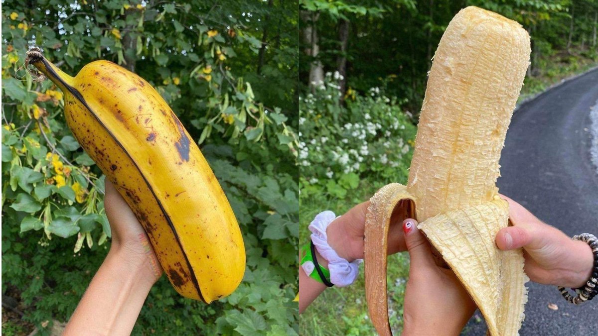 Já viu? Banana gigante pode ser consumida naturalmente