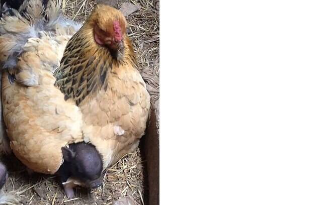 As galinhas surpreendem a todos com o tamanho do instinto materno que possuem