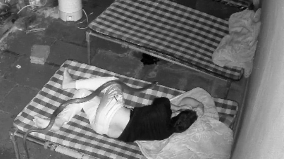 Homem acorda com cobra em sua cama e escapa sem ser picado Homem acorda com cobra em sua cama e escapa sem ser picado
