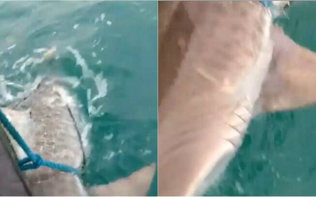 Pescador Aliomário publicou vídeo do animal sendo solto no instagram