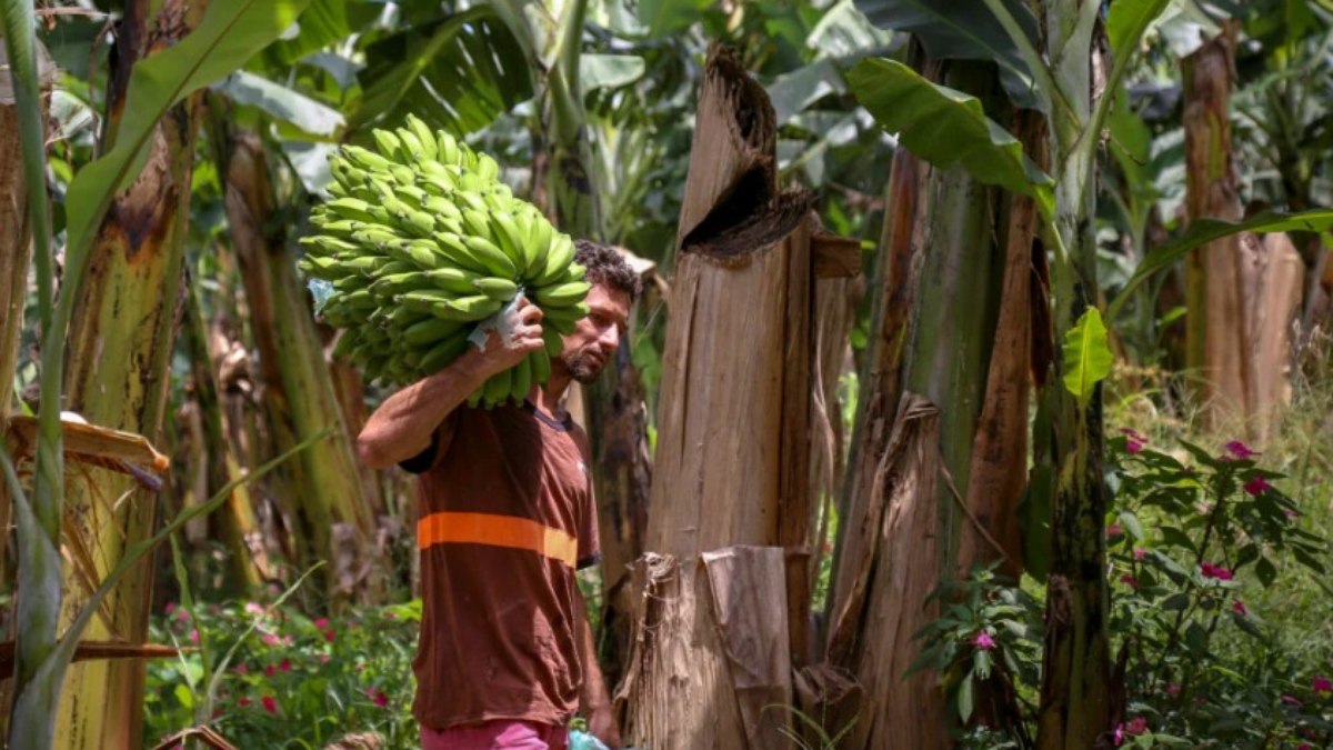 Bananas