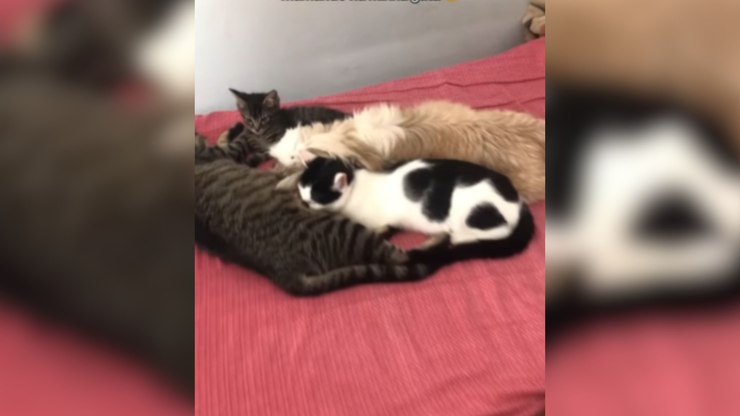 Tutora flagra shih-tzu e brinca: "Ela acha que é um gato"