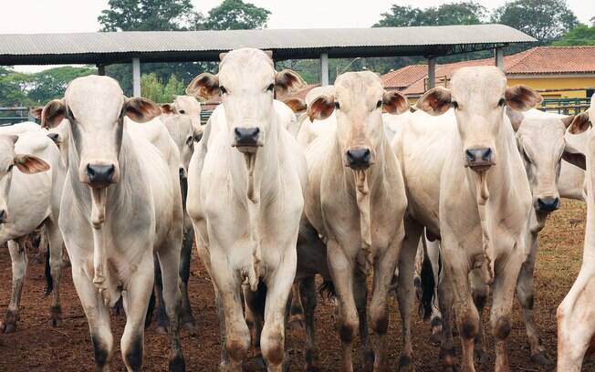 Brasil conseguiu liberação para exportar carne bovina para a Tailândia