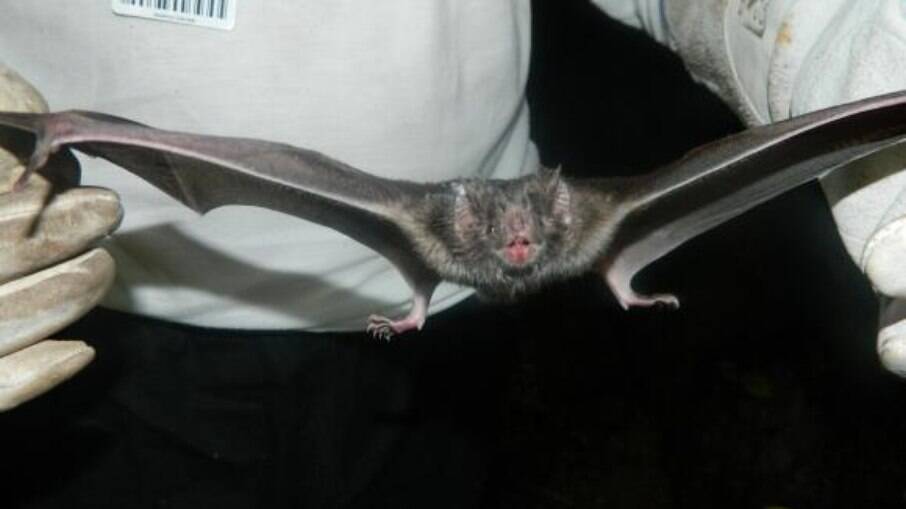 Sudeste Asiático abriga morcegos que levam vírus semelhantes ao Sars-CoV-2
