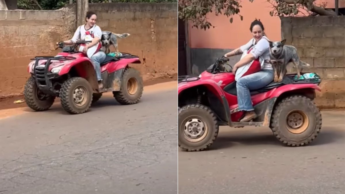 Cão curte passeio de buggy e ganha tratamento de passageiro VIP Cão curte passeio de buggy e ganha tratamento de passageiro VIP