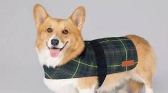 Rainha Elizabeth lança coleção de roupas e brinquedos para cães