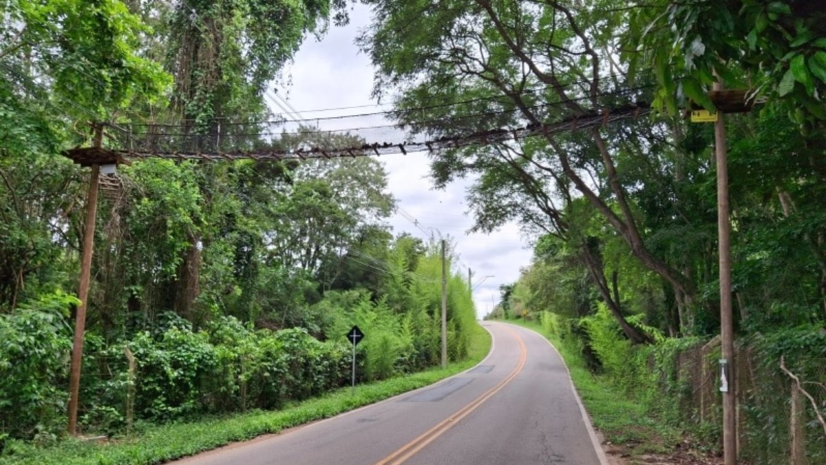 Passagem garante a segurança dos animais e promove a preservação ambiental