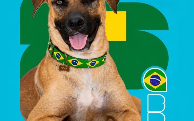 <div>"Cãovocação" coloca pets de canil na disputa por um lar</div> E88szg6axeayv7j5d6wvu73rx