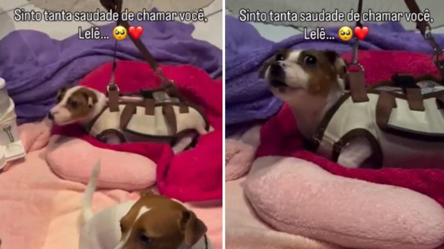 Cachorro com problema neurológico se alegra ao ouvir voz da dona