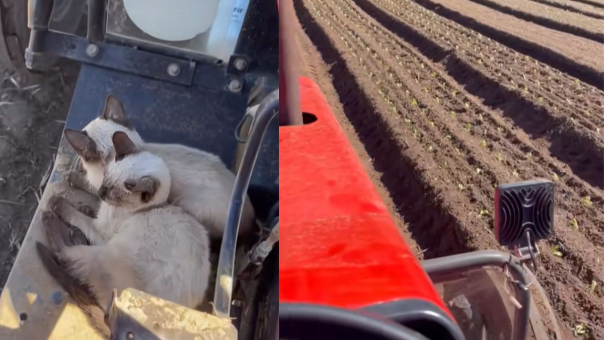 AgroGatos: A rotina rural que viralizou na web!