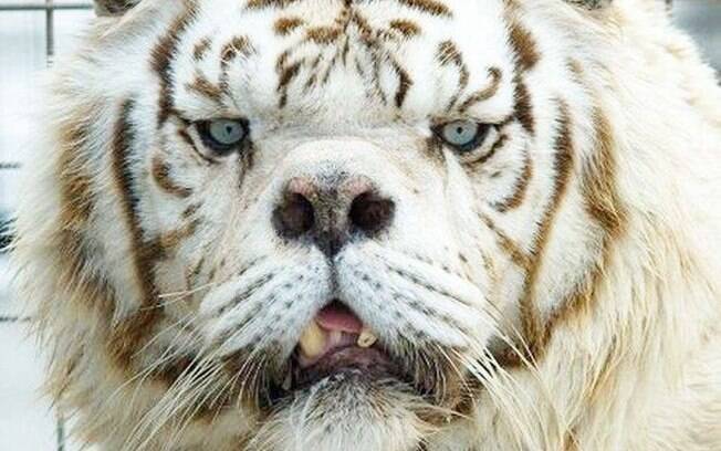 Kenny, um tigre-de-bengala-branco, apresentava uma aparência distinta que lembrava vagamente pessoas portadoras da patologia, por isso foi dito que possui Síndrome de Down em animais
