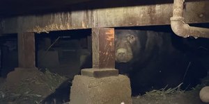 Urso gigante se abriga embaixo de casa após incêndios nos EUA