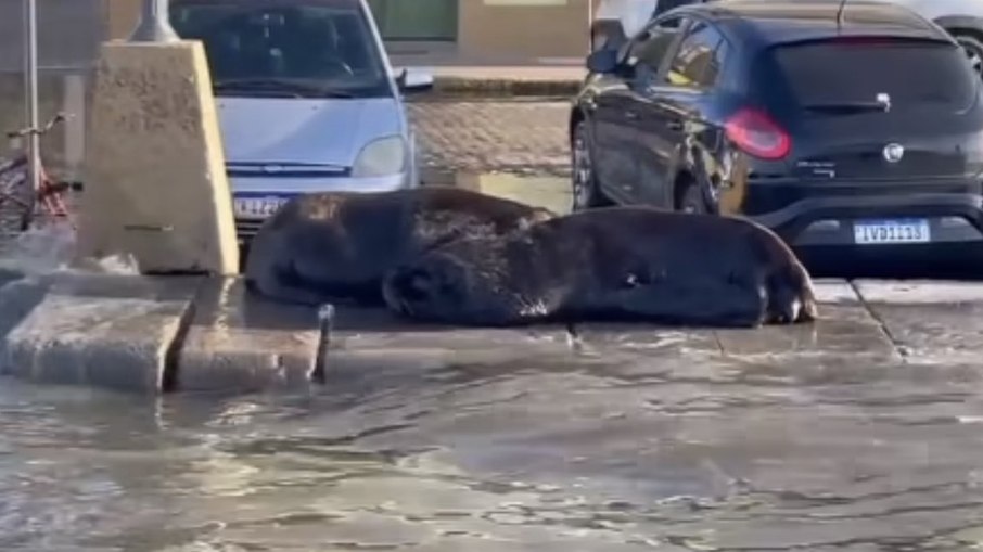 Leões marinhos encontrados na calçada de Rio Grande
