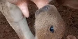 Cena inusitada: filhote de capivara mama em vaca