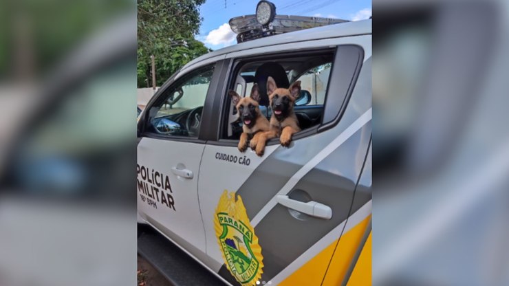 PM do Paraná recebe filhotes de pastor-belga para a equipe K9