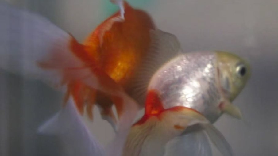 Dois peixes dourados ganham direitos após viverem em restaurante Dois peixes dourados ganham direitos após viverem em restaurante