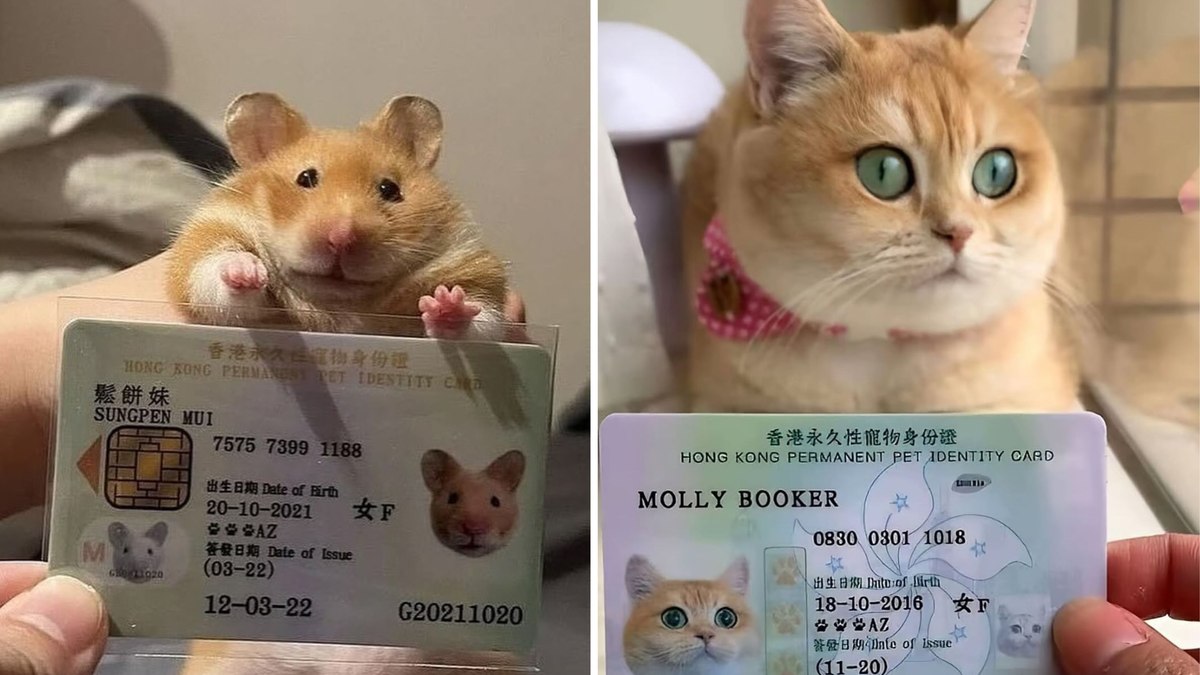 Em Hong Kong os pets já têm carteirinha de identidade Em Hong Kong os pets já têm carteirinha de identidade